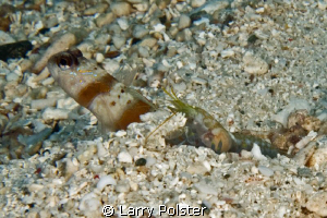 Goby with his little shrimp buddy to keep their home clean. by Larry Polster 